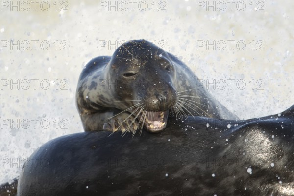 Atlantic grey seal (Halichoerus grypus) adult animal resting on the back of anther seal in the sea, England, United Kingdom