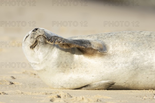 Common or Harbour or Habor seal (Phoca vitulina) adult animal relaxing on a beach, England, United Kingdom