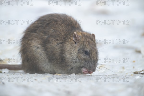 Brown rat (Rattus norvegicus) adult rodent animal eating food on ice on a frozen lake in winter, England, United Kingdom