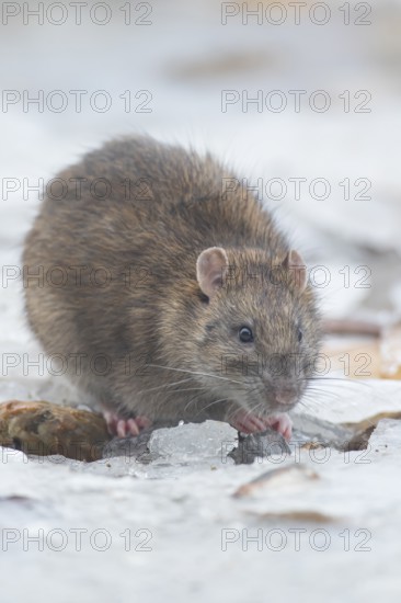 Brown rat (Rattus norvegicus) adult rodent animal eating food on ice on a frozen lake in winter, England, United Kingdom