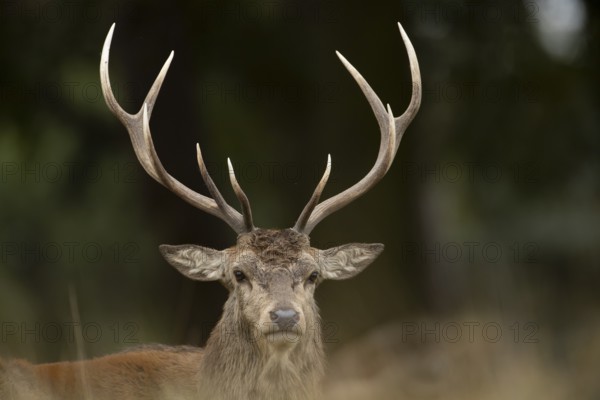 Red deer (Cervus elaphus) adult male stag animal head portrait in autumn, England, United Kingdom