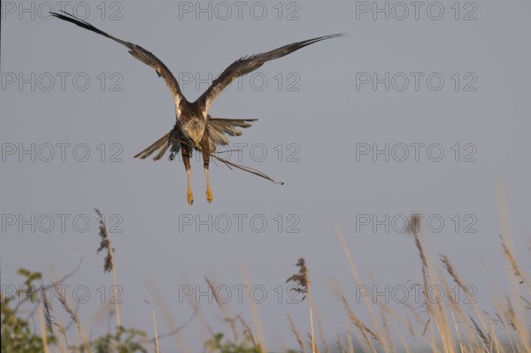 Marsh harrier (Circus aeruginosus), Texel, Netherlands