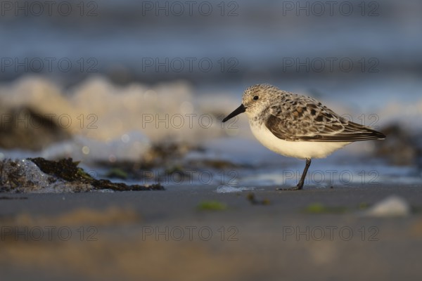 Avocet (Recurvirostra avosetta), Texel, Netherlands