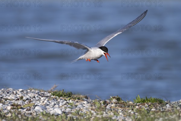 Common Tern (Sterna hirundo), Texel, Netherlands