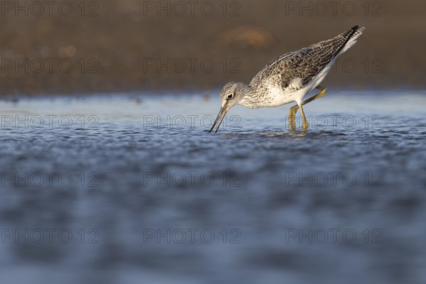 Greenshank (Tringa nebularia), Texel, Netherlands