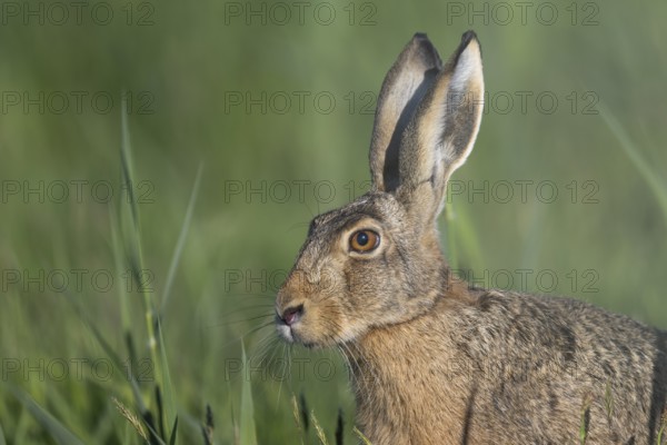 European hare (Lepus europaeus), Texel, Netherlands