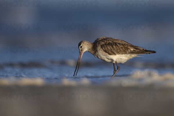 Bar-tailed Godwit (Limosa lapponica), Texel, Netherlands