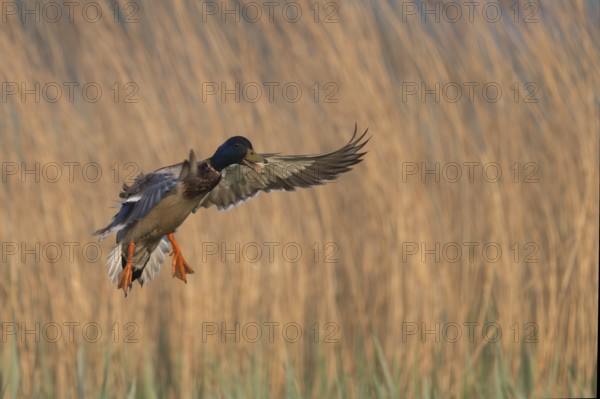 Mallard (Anas platyrhynchos), Texel, Netherlands
