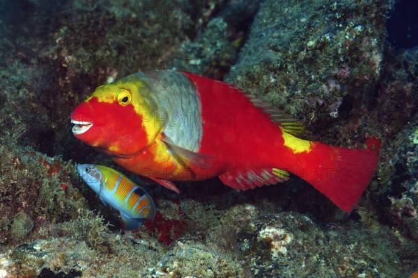 Female of Mediterranean parrotfish (Sparisoma cretense) with red colouring and yellow saddle spot, Eastern Atlantic, Canary Islands, Spain