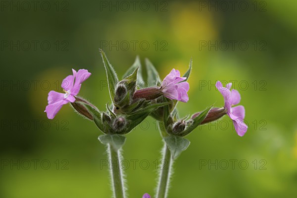 Red campion (Silene dioica) wildflower flowers in spring, England, United Kingdom