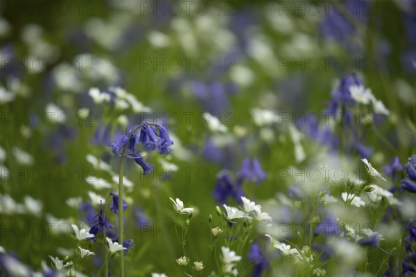 Common or English bluebell (Hyacinthoides non-scripta) and Greater stitchwort (Stellaria holostea) carpet of blue and white wildflowers in a woodland in spring, England, United Kingdom