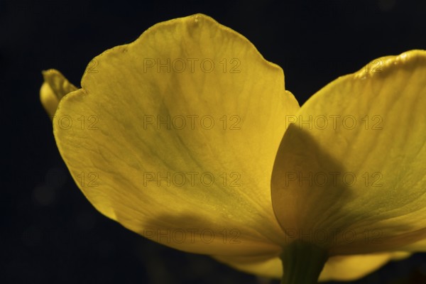 Marsh marigold or Kingcup (Caltha palustris) single yellow wildflower flower in spring, England, United Kingdom
