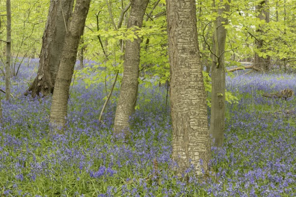 Common or English bluebell (Hyacinthoides non-scripta) carpet of blue wildflowers in a woodland in spring, England, United Kingdom
