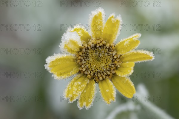Corn marigold (Glebionis segetum) single yellow wildflower flower covered in frost in winter, England, United Kingdom