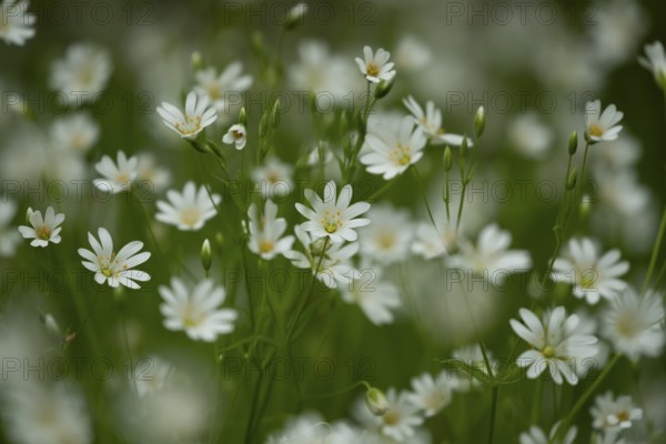Greater stitchwort (Stellaria holostea) carpet of white wildflowers in a woodland in spring, England, United Kingdom