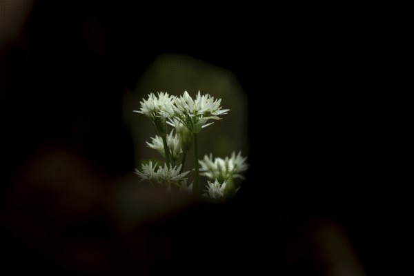 Ransoms or Wild garlic (Allium ursinum) white wildflower flowers in a woodland in spring, England, United Kingdom