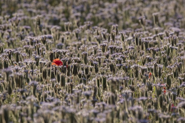 Phacelia (Phacelia tanacetifolia) field of flowers with a single Common field poppy (Papaver rhoeas) red wildflower flower in summer, England, United Kingdom