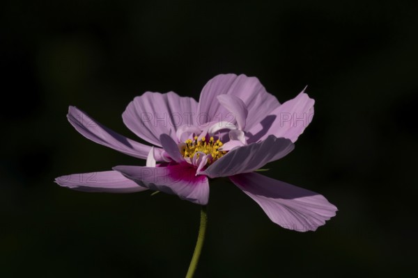 Cosmos garden annual pink flower in summer, England, United Kingdom