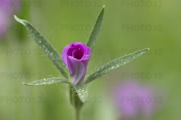 Common corncockle (Agrostemma githago) single pink wildflower flower in summer, England, United Kingdom