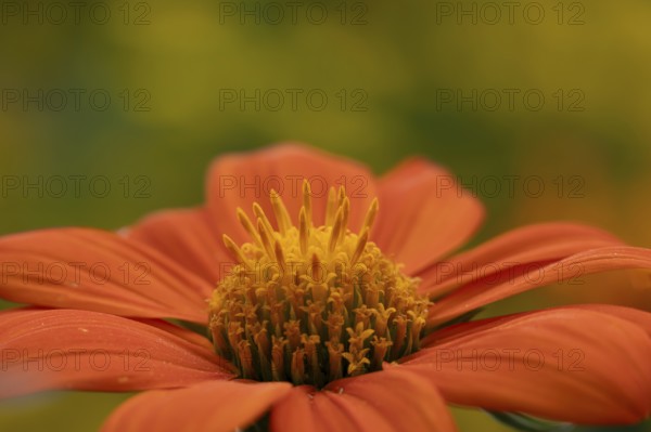 Mexican sunflower (Tithonia spp) 'Goldfinger' garden annual orange flower in summer, England, United Kingdom