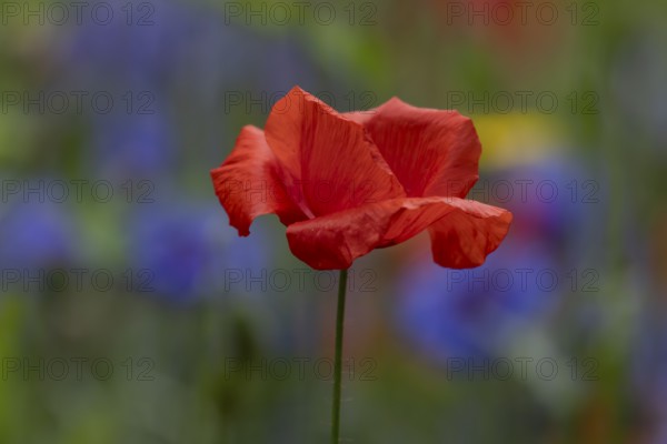 Common field poppy (Papaver rhoeas) single red wildflower flower in summer, England, United Kingdom
