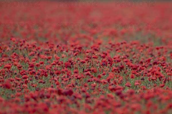 Common field poppy (Papaver rhoeas) red wildflower flowers poppies in a poppyfield in summer, England, United Kingdom