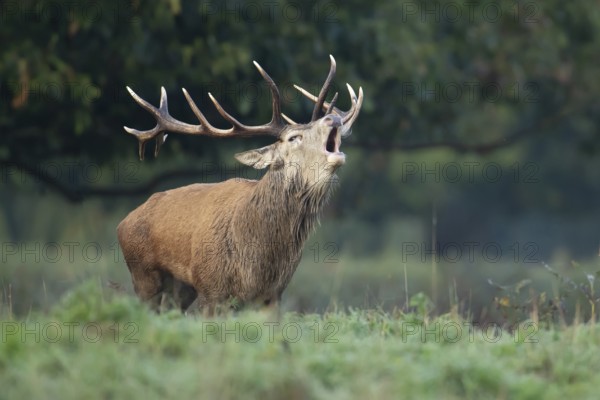 Red deer (Cervus elaphus) adult male stag mammal roaring in the annual rut in autumn, England, United Kingdom
