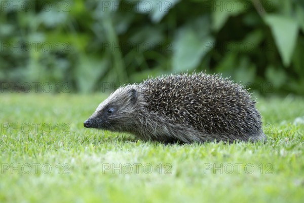 European hedgehog (Erinaceus europaeus) adult mammal walking on a garden grass lawn in summer, England, United Kingdom