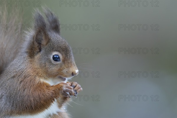 Red squirrel (Sciurus vulgaris) adult mammal eating a nut in winter, Yorkshire, England, United Kingdom