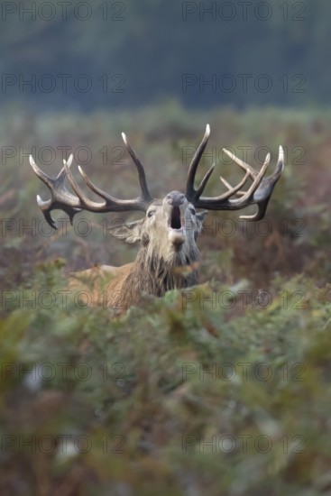 Red deer (Cervus elaphus) adult male stag mammal roaring in the annual rut in autumn, England, United Kingdom