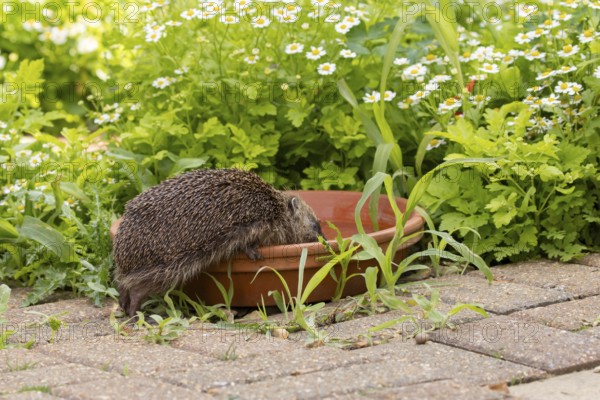 European hedgehog (Erinaceus europaeus) adult mammal drinking water from a plant pot saucer in a garden in summer, England, United Kingdom