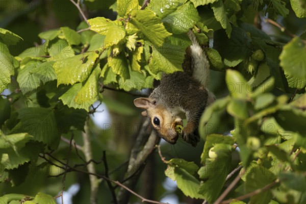 Grey squirrel (Sciurus carolinensis) adult mammal collecting hazelnut tree nuts in autumn, England, United Kingdom