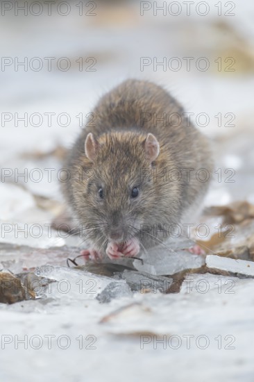 Brown rat (Rattus norvegicus) adult rodent mammal eating seed on frozen ground in winter, England, United Kingdom