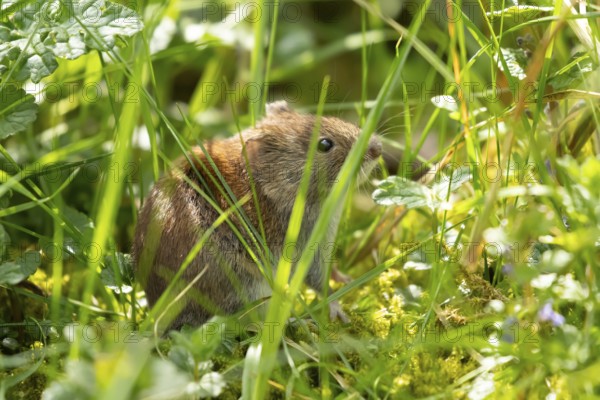 Field vole (Microtus agrestis) adult rodent mammal in grassland, England, United Kingdom