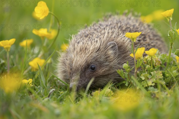 European hedgehog (Erinaceus europaeus) adult mammal in a countryside meadow with Buttercup wildflowers in spring, England, United Kingdom