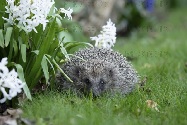 European hedgehog (Erinaceus europaeus) adult mammal on a garden grass lawn in spring, England, United Kingdom