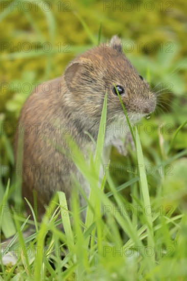 Field vole (Microtus agrestis) adult rodent mammal in grassland, England, United Kingdom