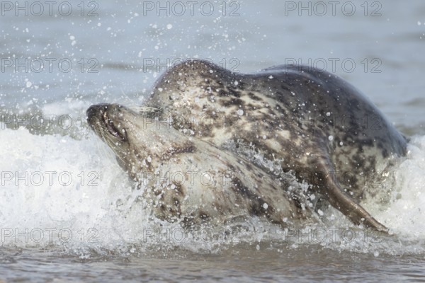 Grey seal (Halichoerus grypus) two adult marine mammals playing in the shallow waves of the sea, England, United Kingdom