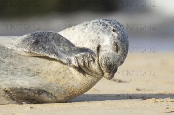 Common or Harbour or Habor seal (Phoca vitulina) adult marine mammal on a beach, England, United Kingdom