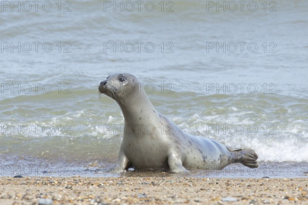 Grey seal (Halichoerus grypus) adult marine mammal in the shallow waves of the sea, England, United Kingdom