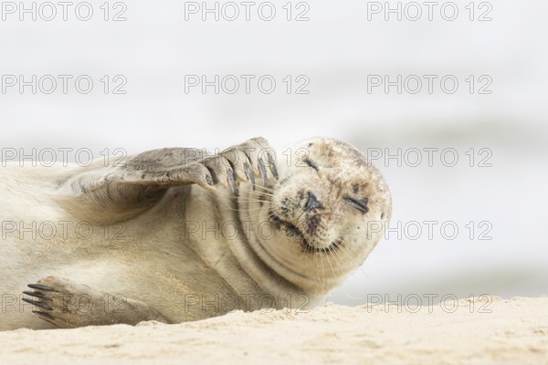 Common or Harbour or Habor seal (Phoca vitulina) adult marine mammal resting on a beach, England, United Kingdom