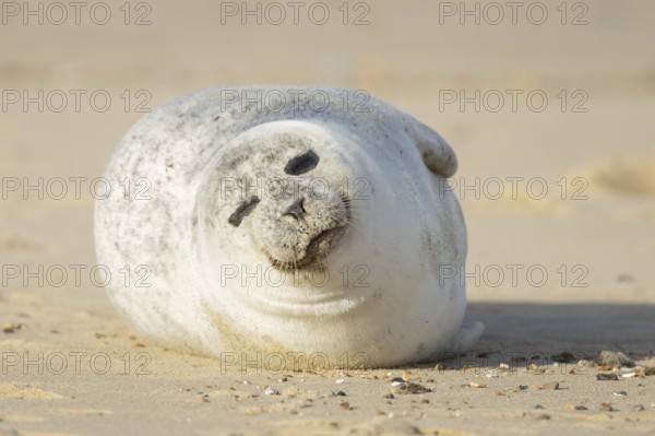 Common or Harbour or Habor seal (Phoca vitulina) adult marine mammal sleeping on a beach, England, United Kingdom