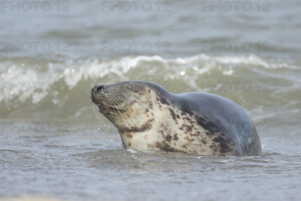 Grey seal (Halichoerus grypus) adult marine mammal relaxing in the shallow waves of the sea, England, United Kingdom