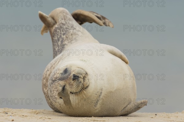 Grey seal (Halichoerus grypus) adult marine mammal sleeping on a seaside beach, England, United Kingdom