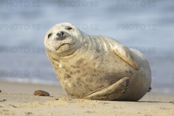 Grey seal (Halichoerus grypus) adult marine mammal on a beach, England, United Kingdom
