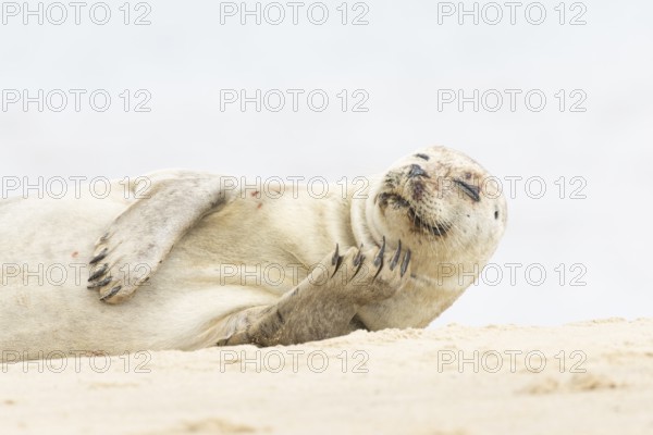 Common or Harbour or Habor seal (Phoca vitulina) adult marine mammal relaxing on a beach, England, United Kingdom