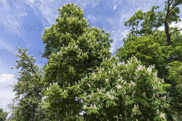 Flowering horse chestnut (Aesculus hippocastanum), Tobsdorf, Transylvania, Romania