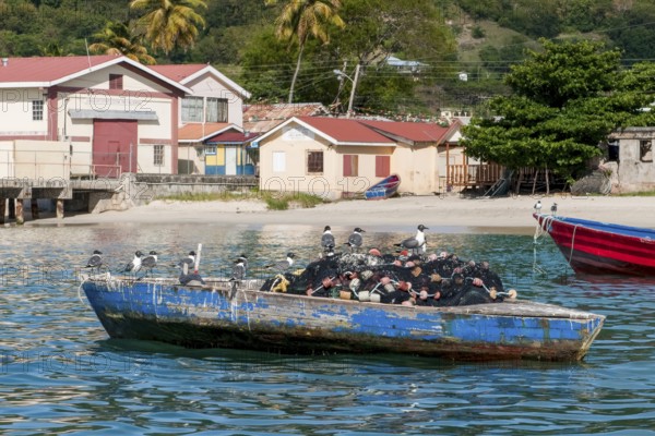 Group of many Aztec Gulls (Leucophaeus atricilla) Synonym sitting on old fishing net in small wooden fishing boat, Carriacou, Grenada