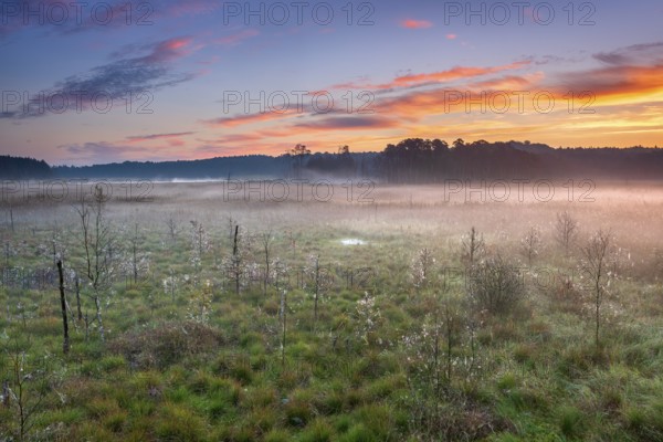 Sunrise in the moor with morning fog, Müritz National Park, Serrahn area, Mecklenburg-Western Pomerania, Germany