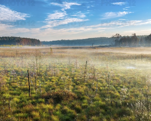 Morning atmosphere in the moor with ground fog, Müritz National Park, Serrahn sub-area, Mecklenburg-Western Pomerania, Germany